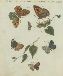 Pamono Hawk-Moths and Butterflies: Hand-Colored Engravings, Published, 1805, Print> Work On Paper