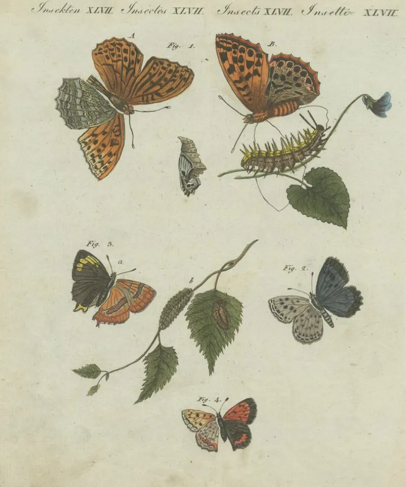Pamono Hawk-Moths and Butterflies: Hand-Colored Engravings, Published, 1805, Print> Work On Paper