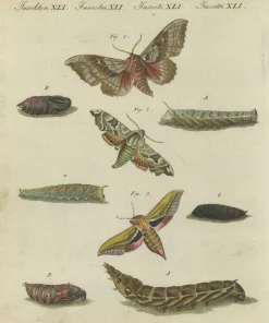 Pamono Hawk-Moths and Butterflies: Hand-Colored Engravings, Published, 1805, Print><noscript><img width=
