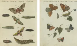 Pamono Hawk-Moths and Butterflies: Hand-Colored Engravings, Published, 1805, Print><noscript><img width=