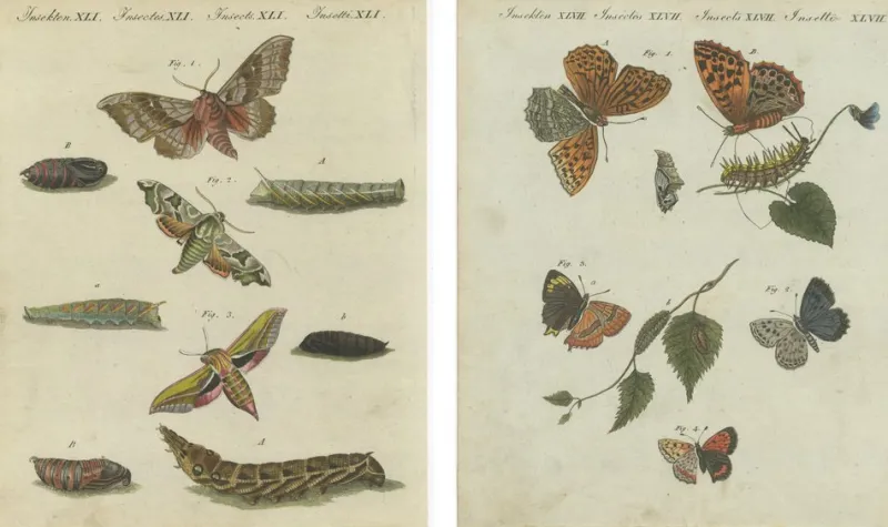 Pamono Hawk-Moths and Butterflies: Hand-Colored Engravings, Published, 1805, Print> Work On Paper