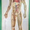 Pamono Human Body Poster, 1952> Posters