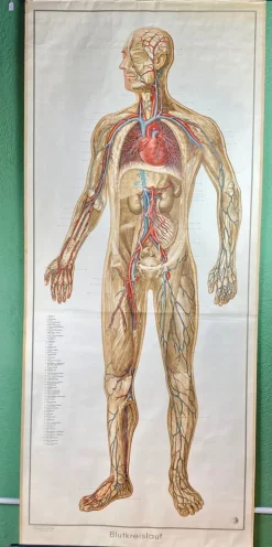 Pamono Human Body Poster, 1952> Posters