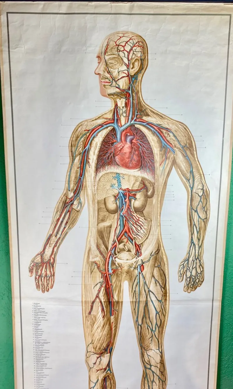 Pamono Human Body Poster, 1952> Posters