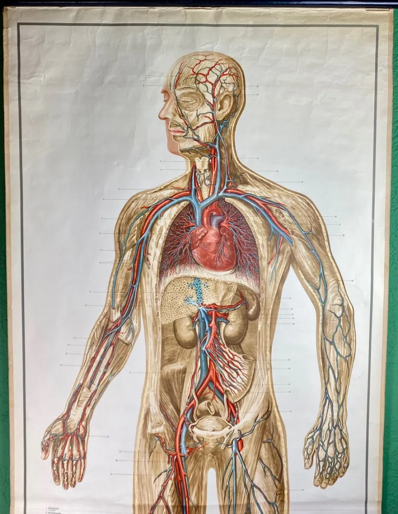 Pamono Human Body Poster, 1952> Posters
