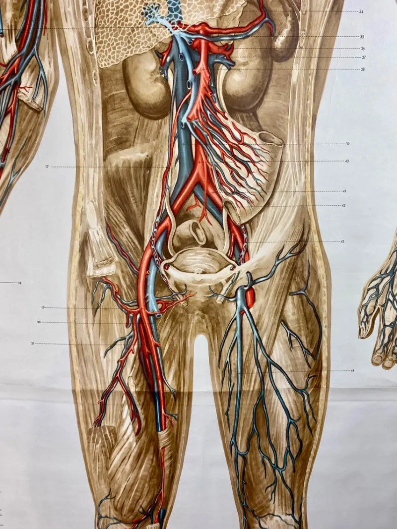 Pamono Human Body Poster, 1952> Posters
