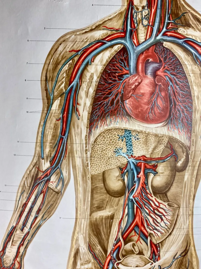 Pamono Human Body Poster, 1952> Posters