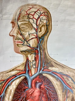 Pamono Human Body Poster, 1952><noscript><img width=