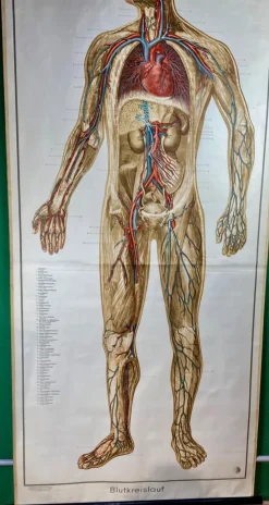 Pamono Human Body Poster, 1952><noscript><img width=