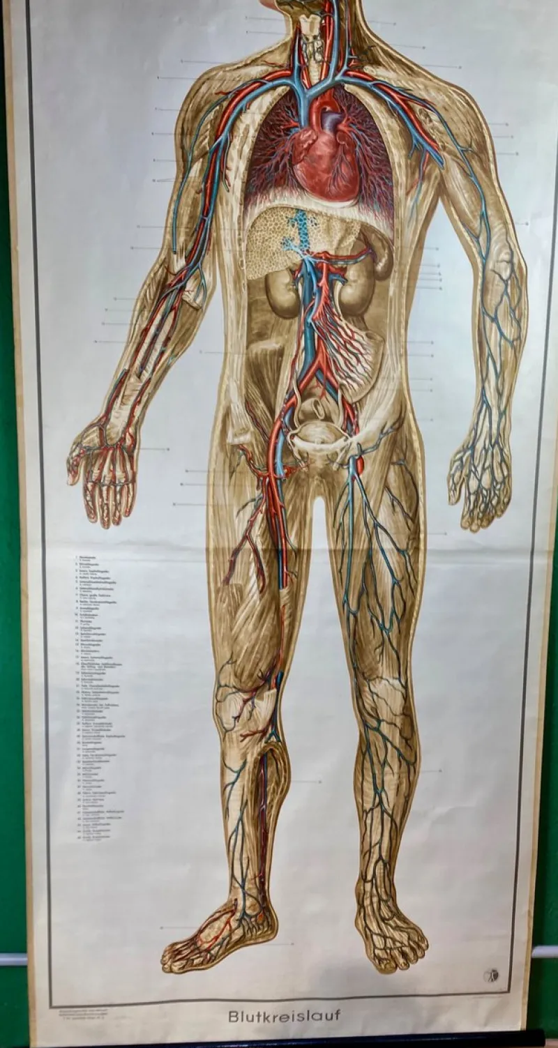 Pamono Human Body Poster, 1952> Posters