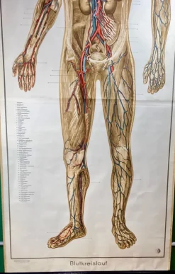 Pamono Human Body Poster, 1952><noscript><img width=