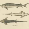 Pamono Illustration of the European Sea Sturgeon or the Atlantic or Common Sturgeon, 1860, Print> Posters