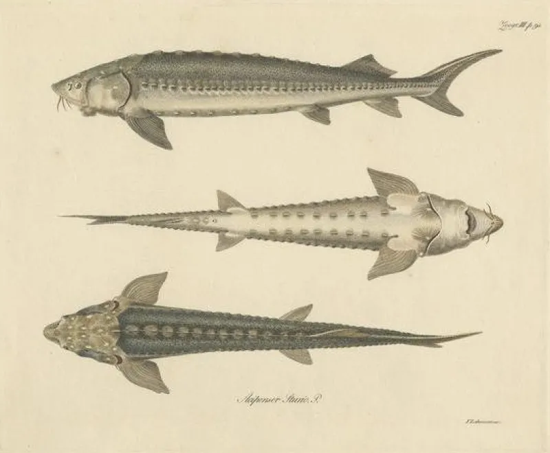 Pamono Illustration of the European Sea Sturgeon or the Atlantic or Common Sturgeon, 1860, Print> Posters