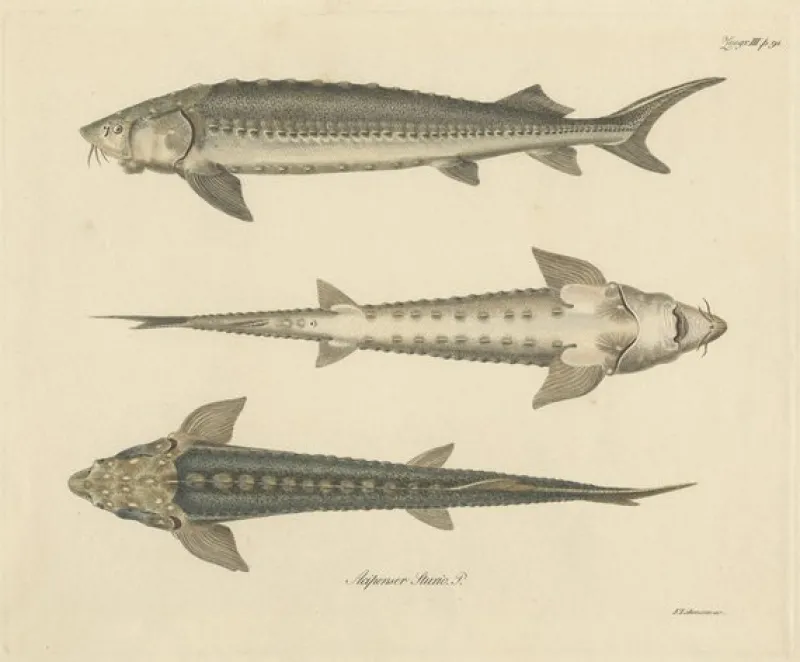 Pamono Illustration of the European Sea Sturgeon or the Atlantic or Common Sturgeon, 1860, Print> Posters