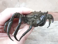 Sale Pamono Japanese Meiji Era Artist, Jizai Okimono Sculpture of a Crab, 1890s, Bronze