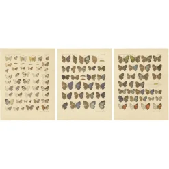 Pamono Javanese Butterflies, 1908-1910, Chromolithograph on Paper, Set of 3> Prints & Multiples