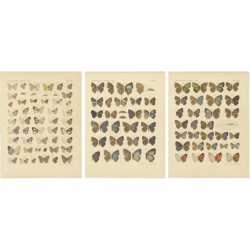 Pamono Javanese Butterflies, 1908-1910, Chromolithograph on Paper, Set of 3> Prints & Multiples