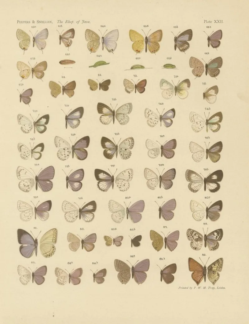 Pamono Javanese Butterflies, 1908-1910, Chromolithograph on Paper, Set of 3> Prints & Multiples
