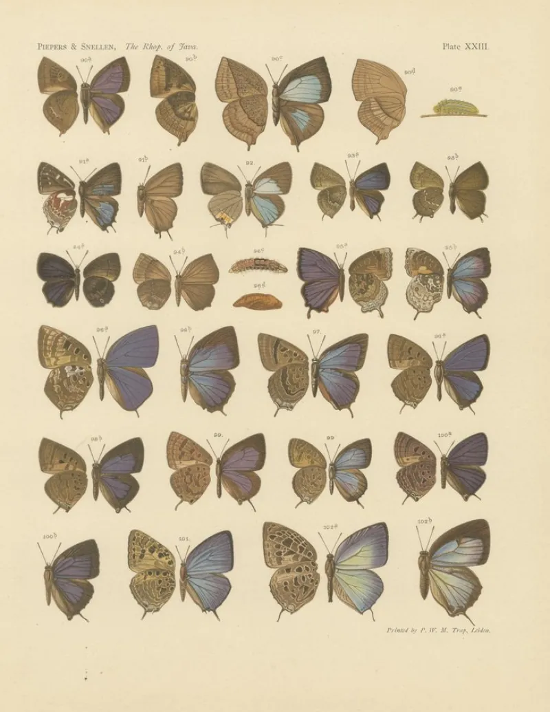 Pamono Javanese Butterflies, 1908-1910, Chromolithograph on Paper, Set of 3> Prints & Multiples