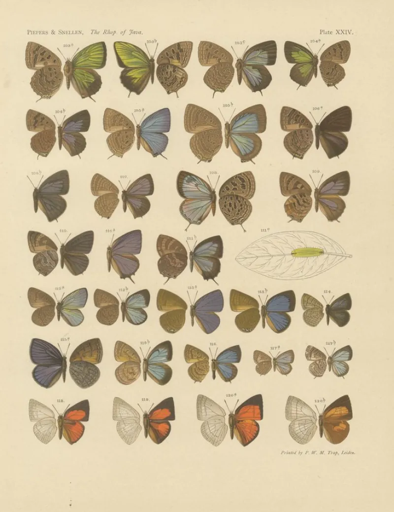 Pamono Javanese Butterflies, 1908-1910, Chromolithograph on Paper, Set of 3> Prints & Multiples