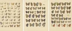 Pamono Javanese Butterflies, 1908-1910, Chromolithograph on Paper, Set of 3><noscript><img width=