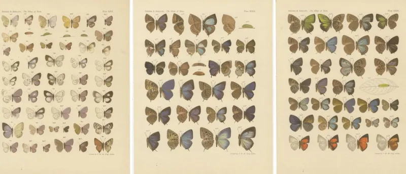 Pamono Javanese Butterflies, 1908-1910, Chromolithograph on Paper, Set of 3> Prints & Multiples