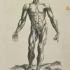 Pamono Jean François Poletnich, Anatomy Studies Muscles after Titian, Etching, 1755> Old Masters