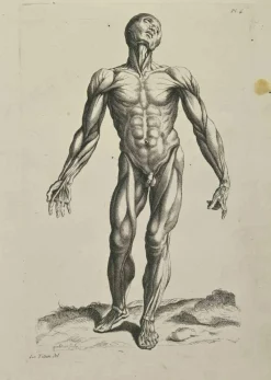 Pamono Jean François Poletnich, Anatomy Studies Muscles after Titian, Etching, 1755> Old Masters