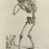 Pamono Jean François Poletnich, Skeleton after Titian, Etching, 1755> Old Masters