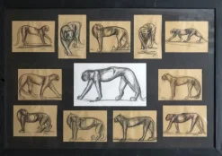 Pamono Johan Etiennette, Panther, Pastel Sketches on Paper, Framed> Mid-Century