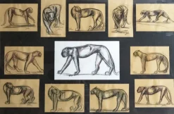 Pamono Johan Etiennette, Panther, Pastel Sketches on Paper, Framed> Mid-Century