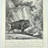 Pamono Johann Elias Ridinger, Wild Boar, Etching, 18th Century> Old Masters