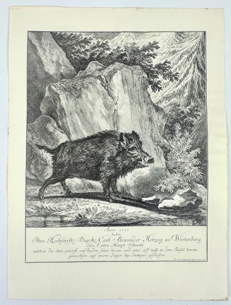 Pamono Johann Elias Ridinger, Wild Boar, Etching, 18th Century> Old Masters
