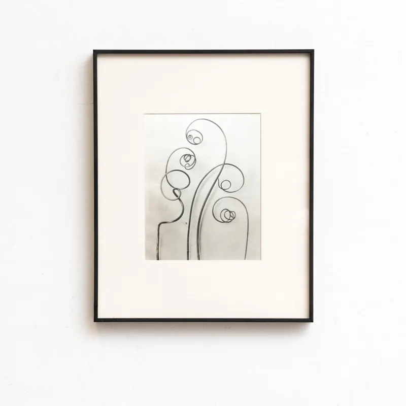 Clearance Pamono Karl Blossfeldt, Natural Grace, 1942, Photogravure, Framed