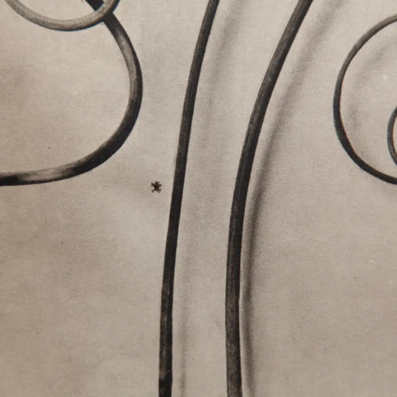 Clearance Pamono Karl Blossfeldt, Natural Grace, 1942, Photogravure, Framed