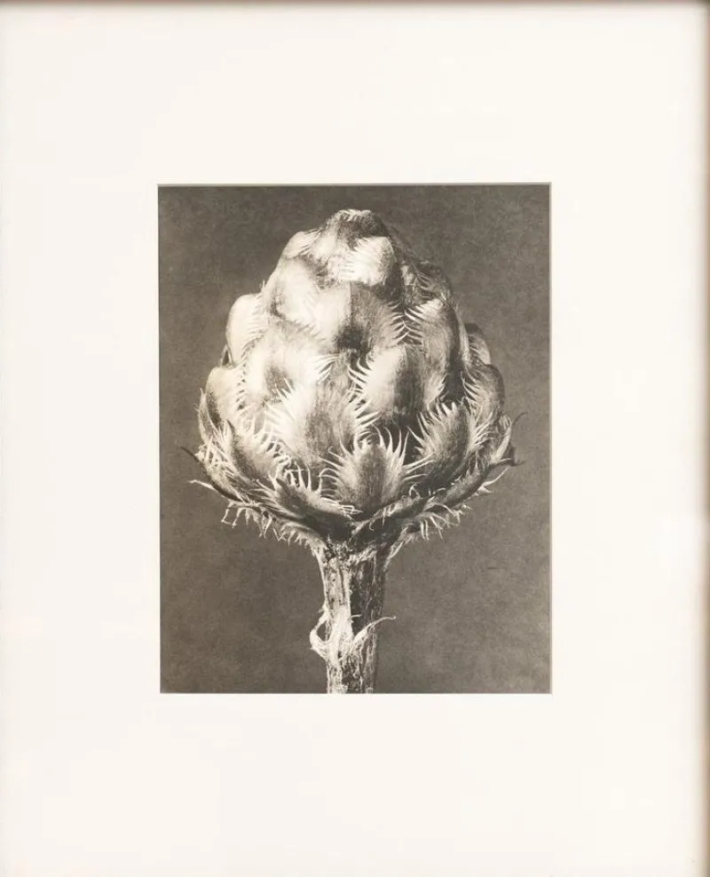 Discount Pamono Karl Blossfeldt, Natural Grace, 1942, Photogravure, Framed