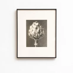 Discount Pamono Karl Blossfeldt, Natural Grace, 1942, Photogravure, Framed