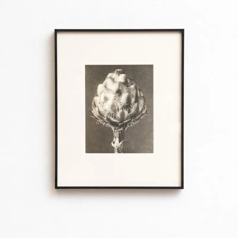 Discount Pamono Karl Blossfeldt, Natural Grace, 1942, Photogravure, Framed