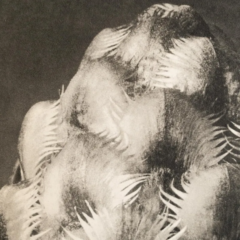 Discount Pamono Karl Blossfeldt, Natural Grace, 1942, Photogravure, Framed