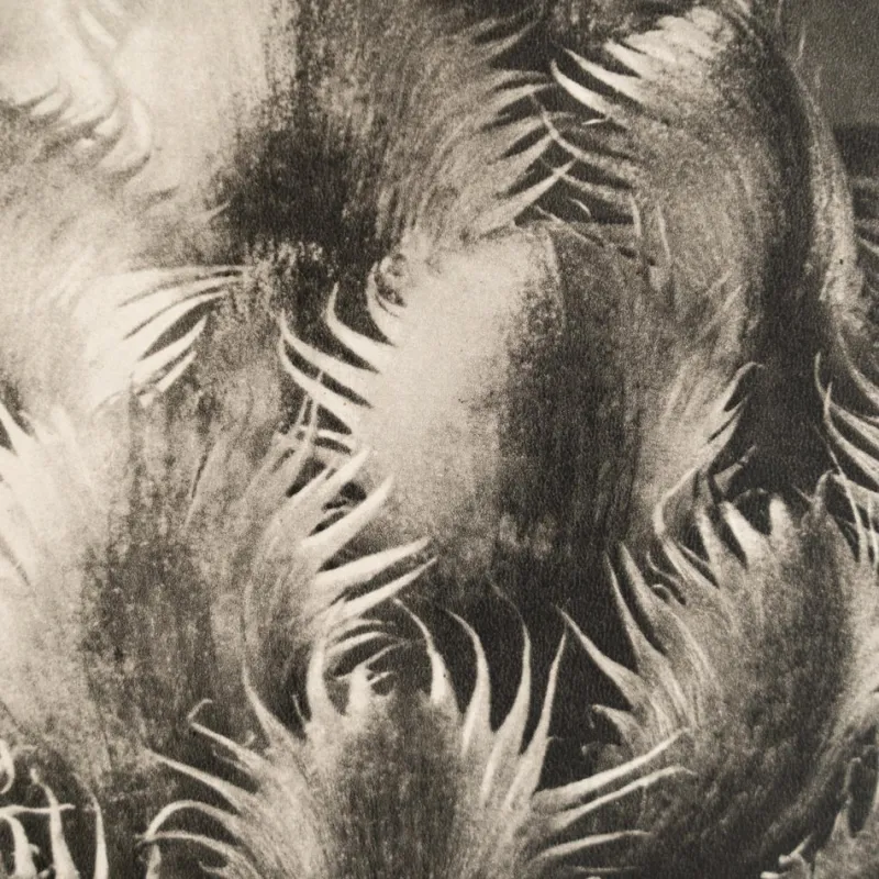Discount Pamono Karl Blossfeldt, Natural Grace, 1942, Photogravure, Framed