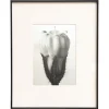 Pamono Karl Blossfeldt, Natural Grace, 1942, Photogravure, Framed> Photography