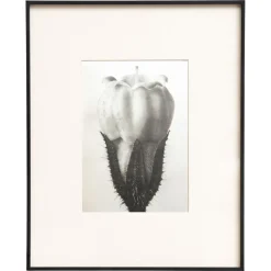 Pamono Karl Blossfeldt, Natural Grace, 1942, Photogravure, Framed> Photography