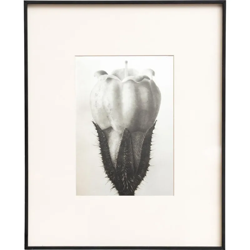 Pamono Karl Blossfeldt, Natural Grace, 1942, Photogravure, Framed> Photography
