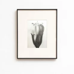 Pamono Karl Blossfeldt, Natural Grace, 1942, Photogravure, Framed> Photography