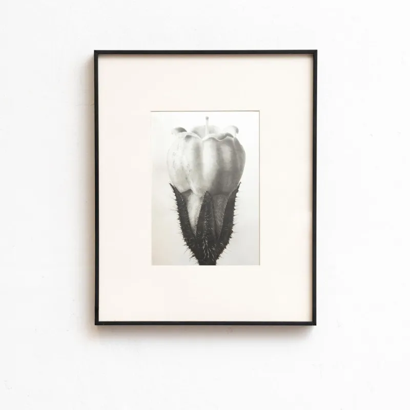 Pamono Karl Blossfeldt, Natural Grace, 1942, Photogravure, Framed> Photography