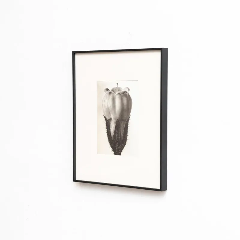 Pamono Karl Blossfeldt, Natural Grace, 1942, Photogravure, Framed> Photography