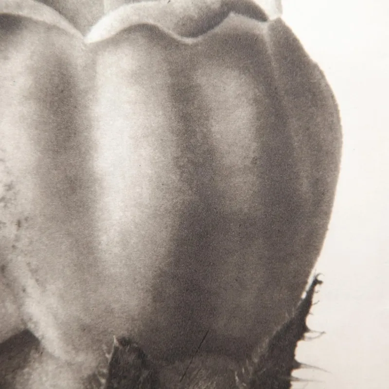 Pamono Karl Blossfeldt, Natural Grace, 1942, Photogravure, Framed> Photography