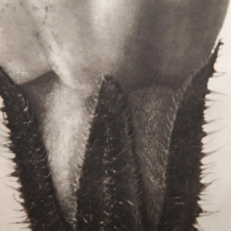 Pamono Karl Blossfeldt, Natural Grace, 1942, Photogravure, Framed> Photography