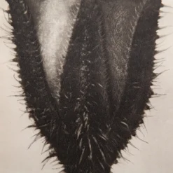 Pamono Karl Blossfeldt, Natural Grace, 1942, Photogravure, Framed><noscript><img width=