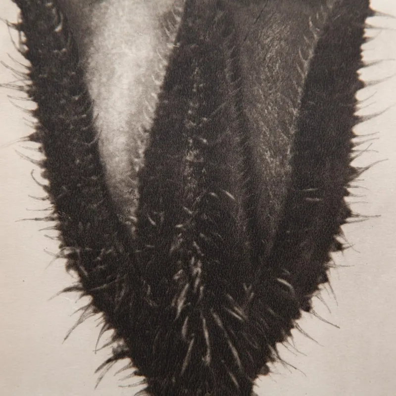 Pamono Karl Blossfeldt, Natural Grace, 1942, Photogravure, Framed> Photography